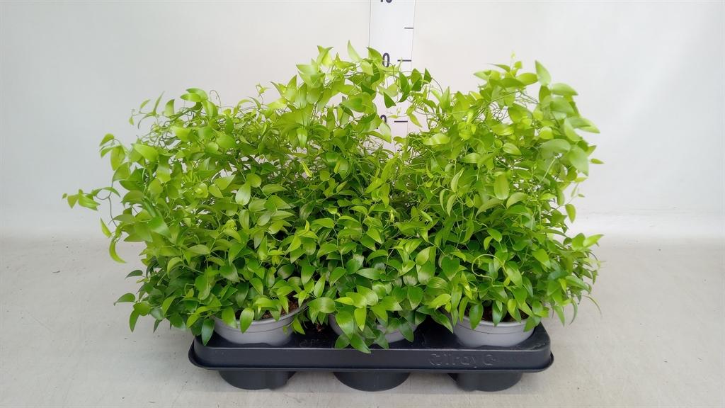 Горшечные цветы и растения оптом Asparagus   ... от 6шт из Голландии с доставкой по России