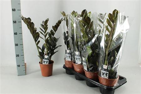 Горшечные цветы и растения оптом Zamioculcas Raven 3+ от 7шт из Голландии с доставкой по России