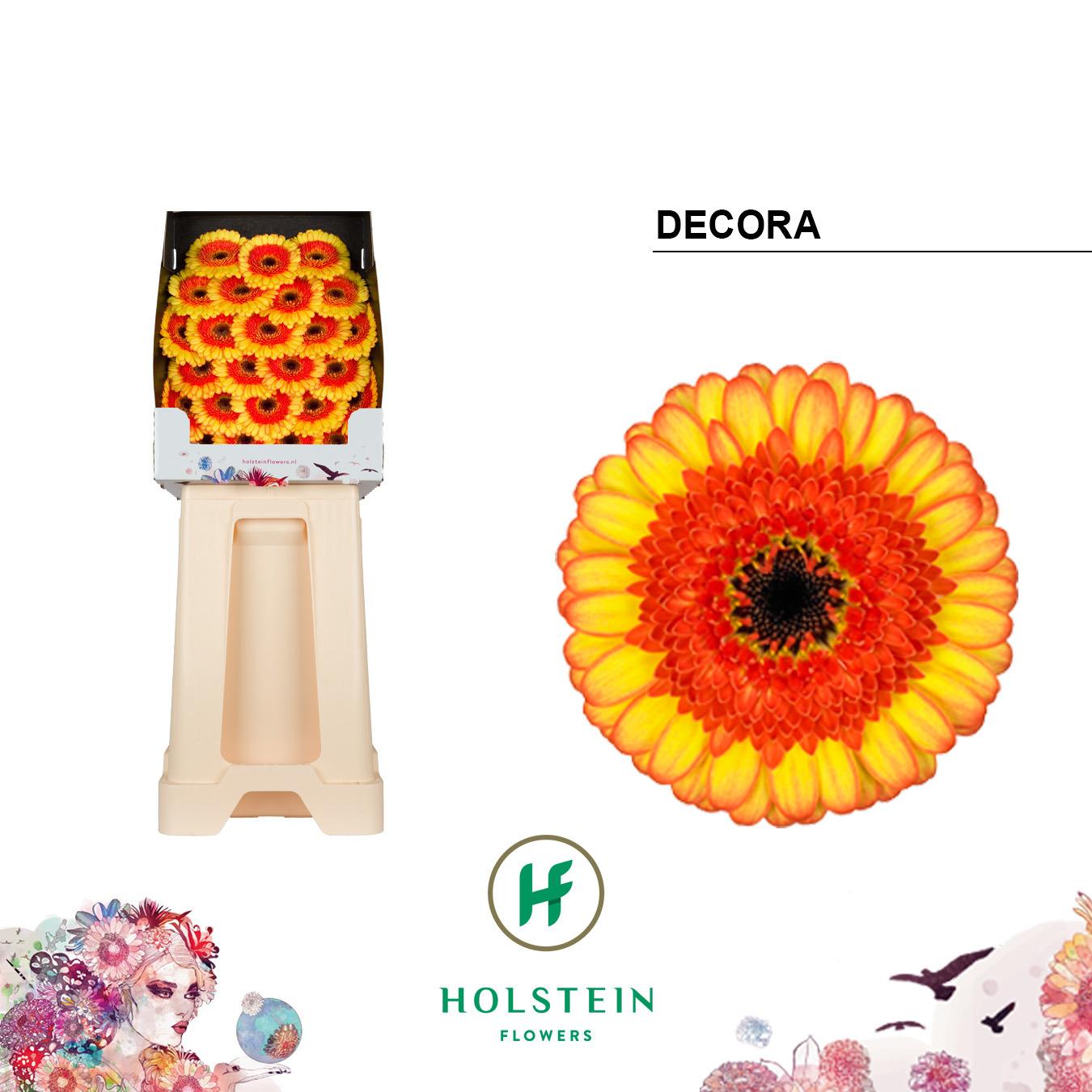 Срезанные цветы оптом Germini diamond decora от 75шт из Голландии с доставкой по России