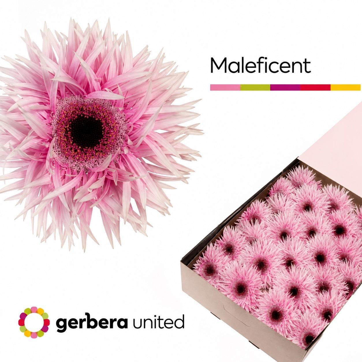 Срезанные цветы оптом Gerbera gerspider maleficent+ от 50шт из Голландии с доставкой по России