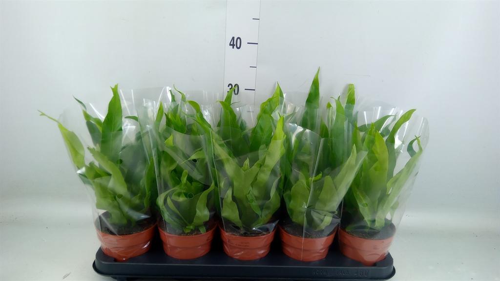 Горшечные цветы и растения оптом Asplenium Antiquum от 10шт из Голландии с доставкой по России