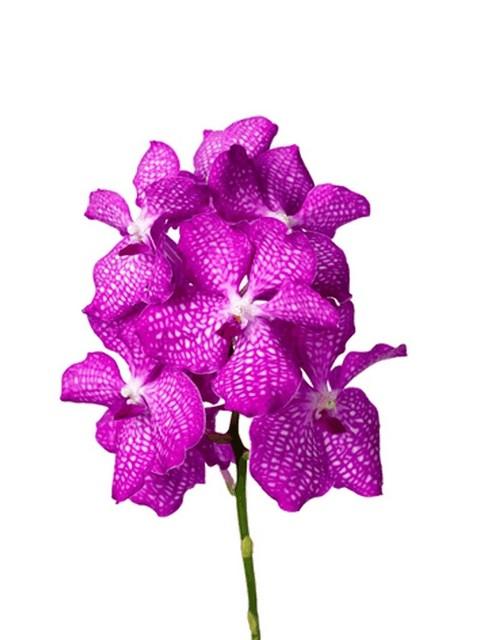 Срезанные цветы оптом Vanda pink magic от 16шт из Голландии с доставкой по России