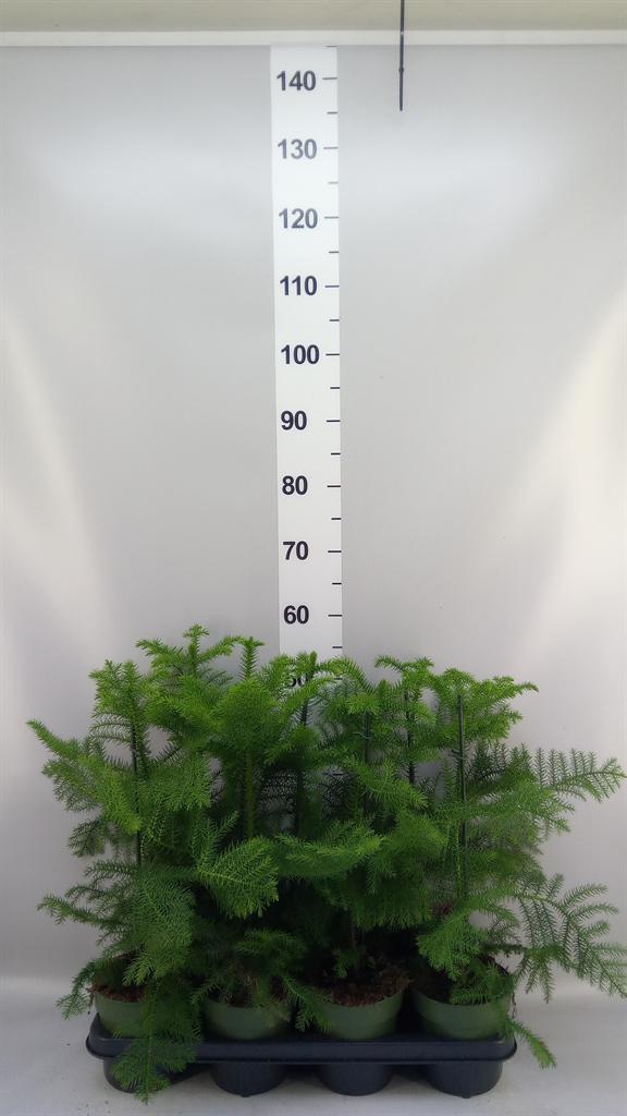Горшечные цветы и растения оптом Araucaria Heterophylla от 7шт из Голландии с доставкой по России