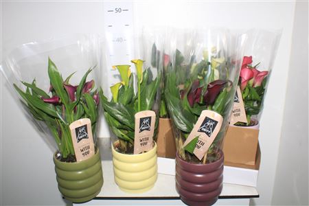 Горшечные цветы и растения оптом Zant Gem 4+ In Keramiek от 6шт из Голландии с доставкой по России