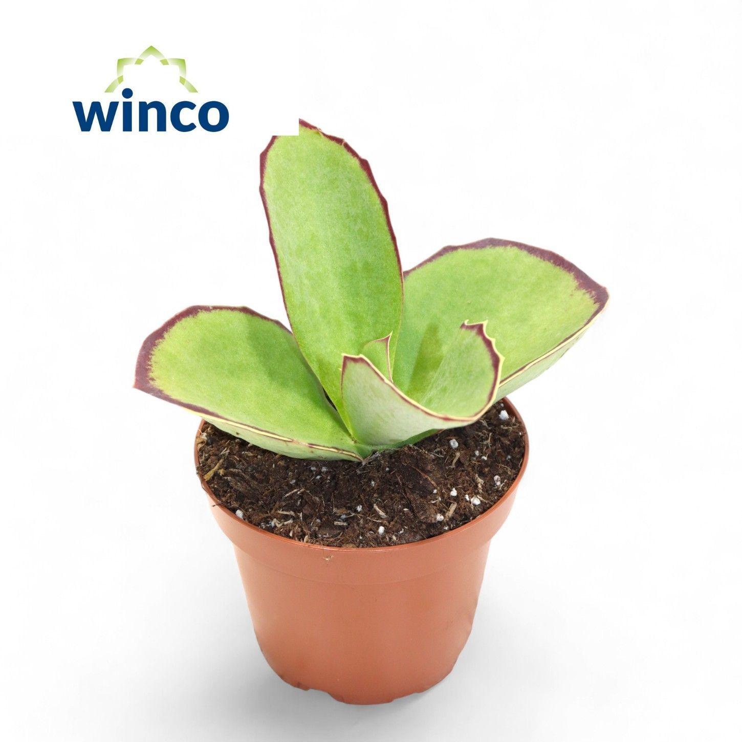 Горшечные цветы и растения оптом Kalanchoe Tomentosa от 18шт (для телеги) из Голландии с доставкой по России