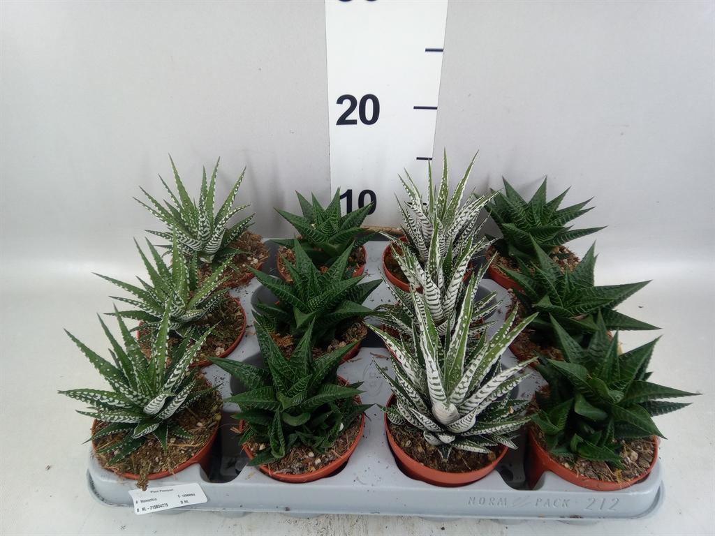Горшечные цветы и растения оптом Haworthia ...mix от 12шт (для телеги) из Голландии с доставкой по России