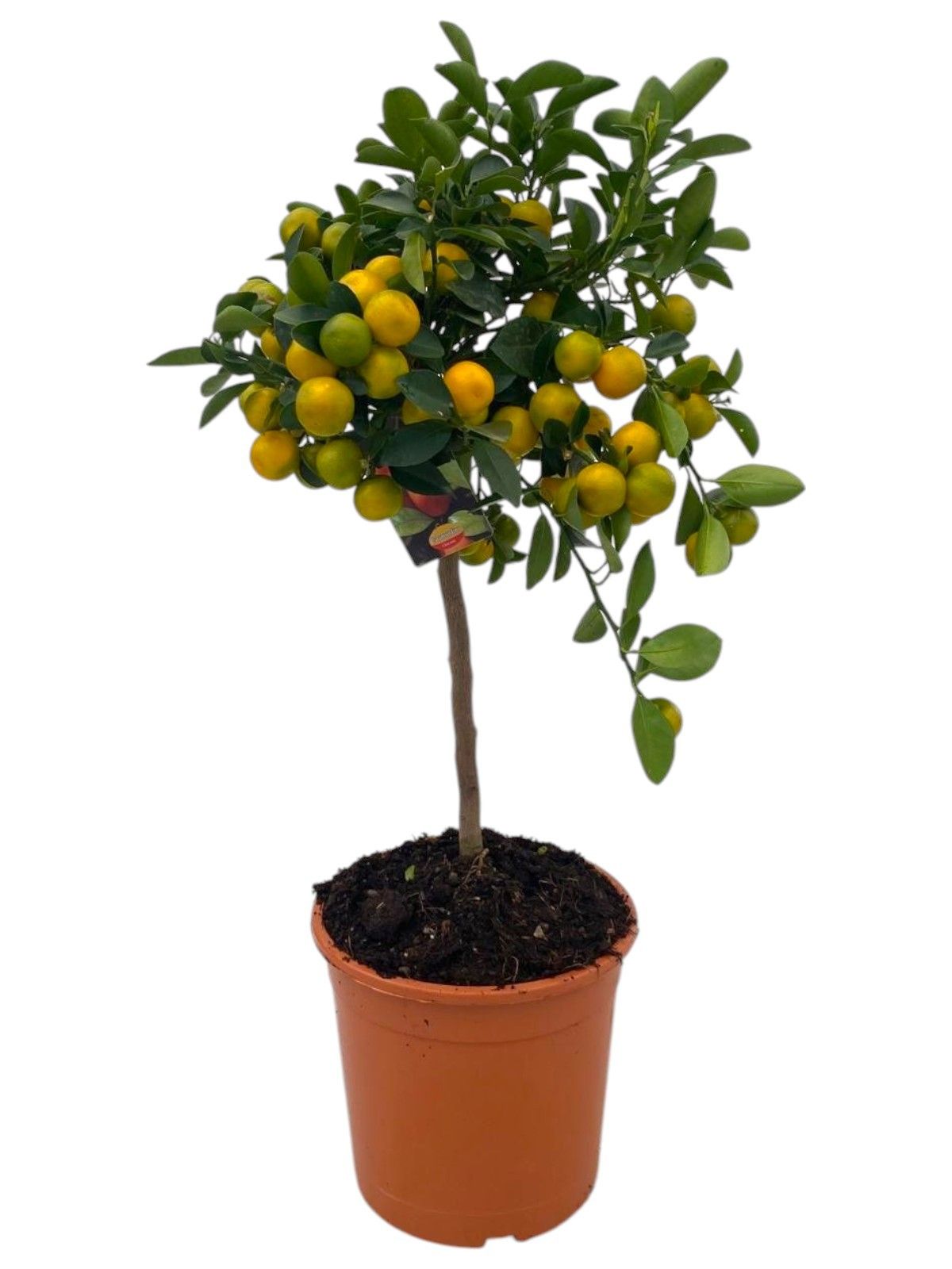 Горшечные цветы и растения оптом Citrus Calamondin On Stem от 1шт (для телеги) из Голландии с доставкой по России