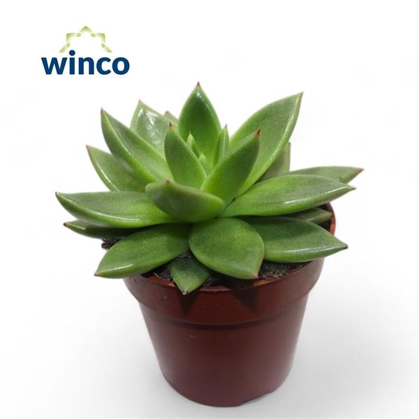 Горшечные цветы и растения оптом Echeveria Miranda от 18шт (для телеги) из Голландии с доставкой по России