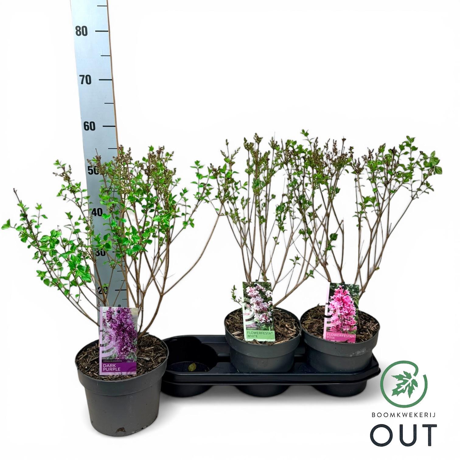 Горшечные цветы и растения оптом Syri Ov от 3шт из Голландии с доставкой по России