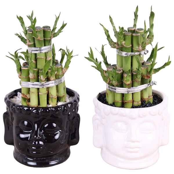 Горшечные цветы и растения оптом Lucky Bamboo Round 2big Buddha Head Pot от 6шт из Голландии с доставкой по России