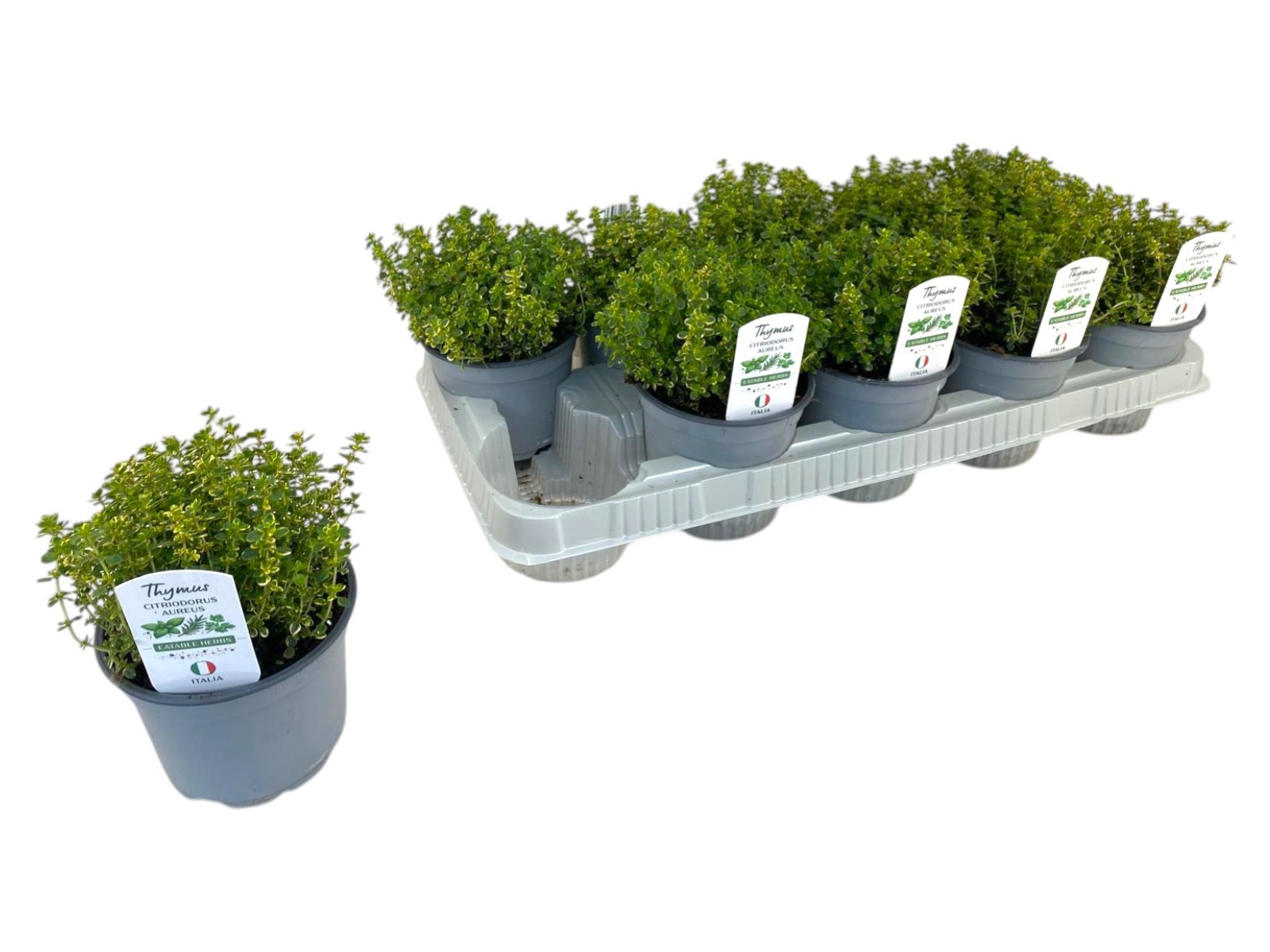 Горшечные цветы и растения оптом Thymus Citriodorus Aureus от 10шт из Голландии с доставкой по России