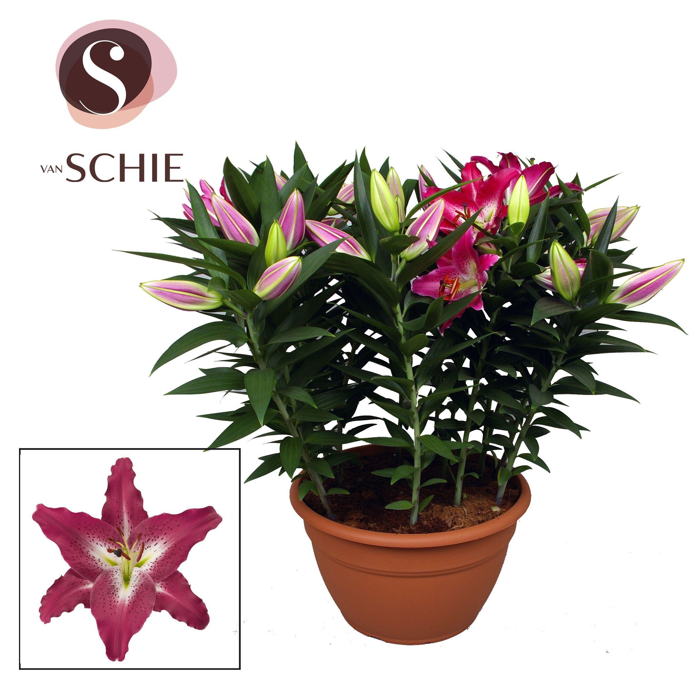 Горшечные цветы и растения оптом Lilium Or Entertainer Xl 15pp от 1шт из Голландии с доставкой по России