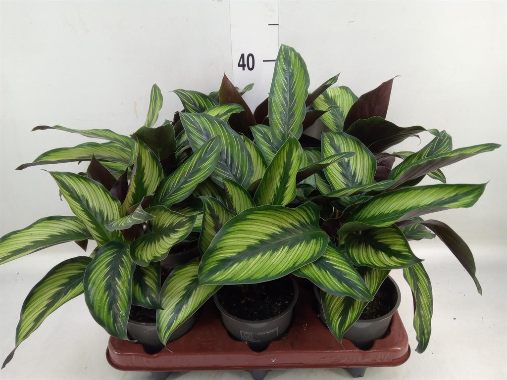 Горшечные цветы и растения оптом Calathea   ... от 6шт из Голландии с доставкой по России