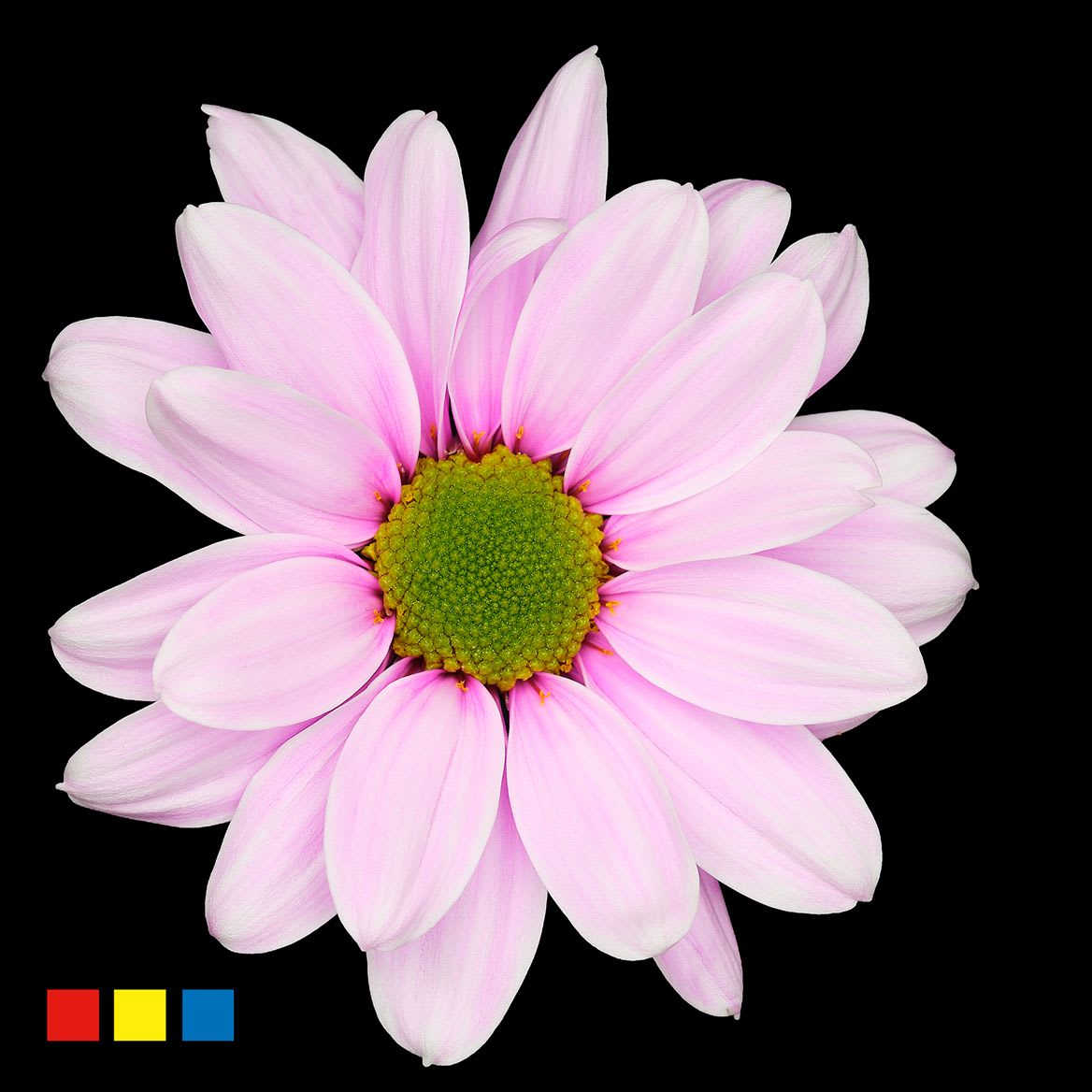 Срезанные цветы оптом Chrys sp paint kennedy pastel cerise от 40шт из Голландии с доставкой по России