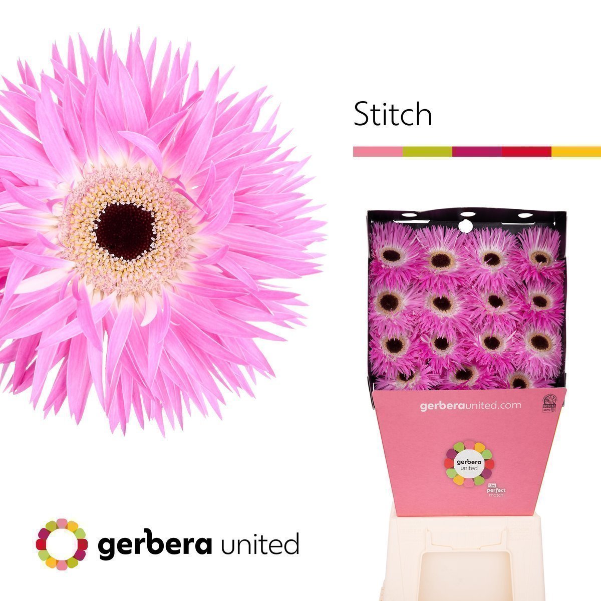 Срезанные цветы оптом Gerbera diamond gerspider stitch A от 15шт из Голландии с доставкой по России