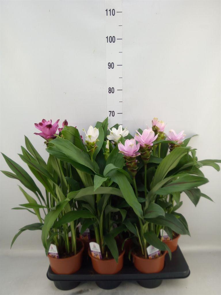 Горшечные цветы и растения оптом Curcuma   ...mix от 6шт из Голландии с доставкой по России
