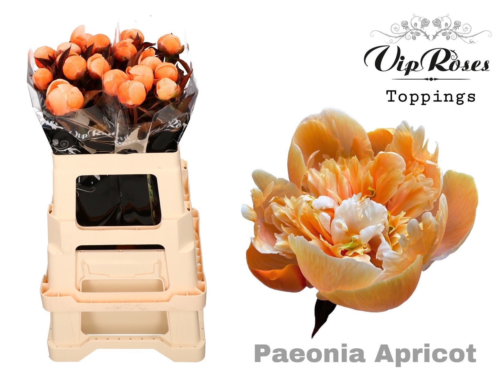 Срезанные цветы оптом Paeonia paint apricot от 20шт из Голландии с доставкой по России