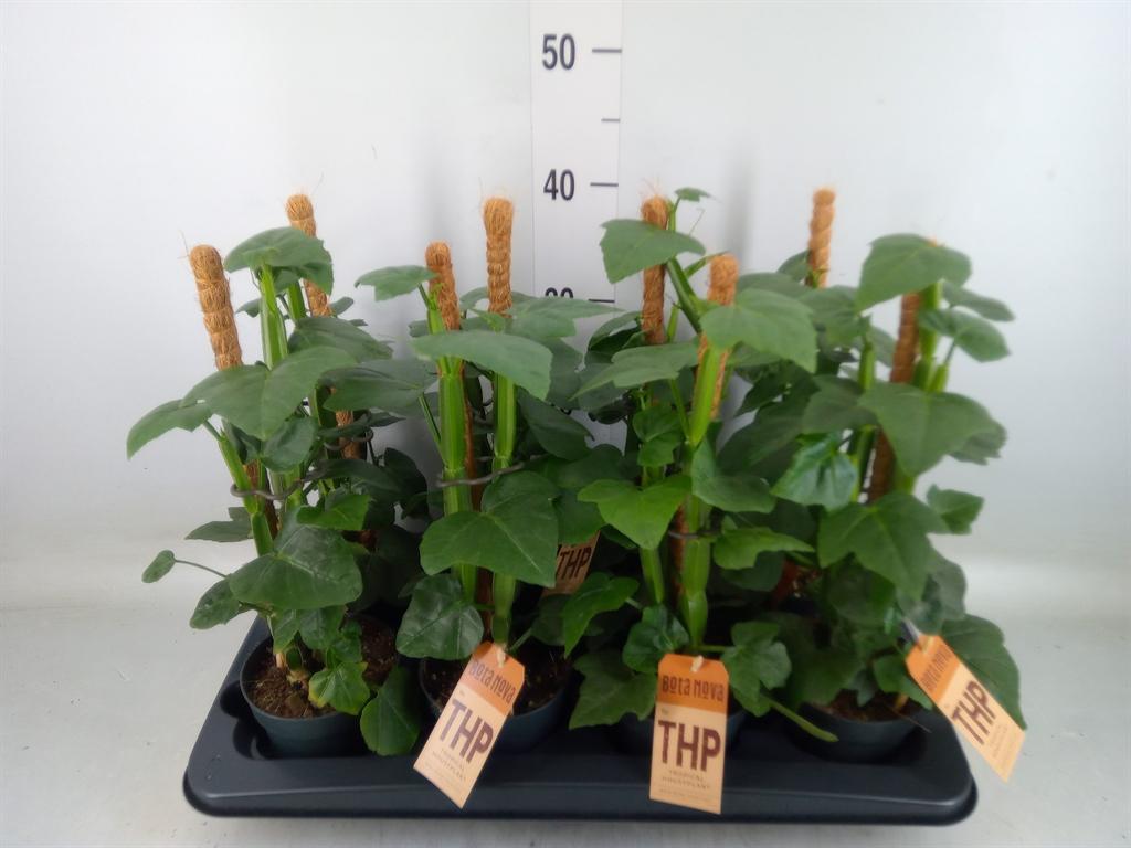 Горшечные цветы и растения оптом Cissus   ... от 8шт из Голландии с доставкой по России