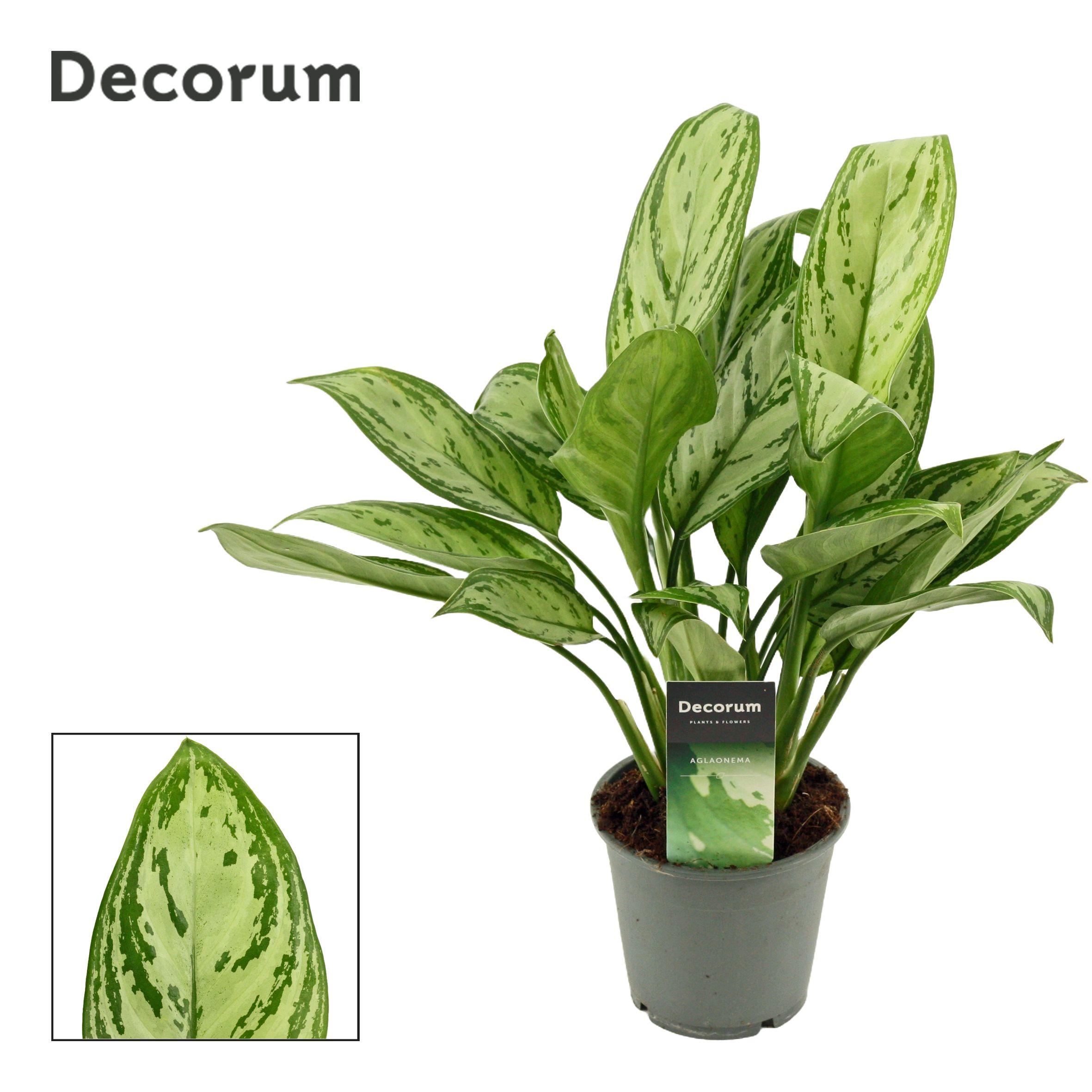 Горшечные цветы и растения оптом Aglaonema Christina (decorum) от 10шт из Голландии с доставкой по России