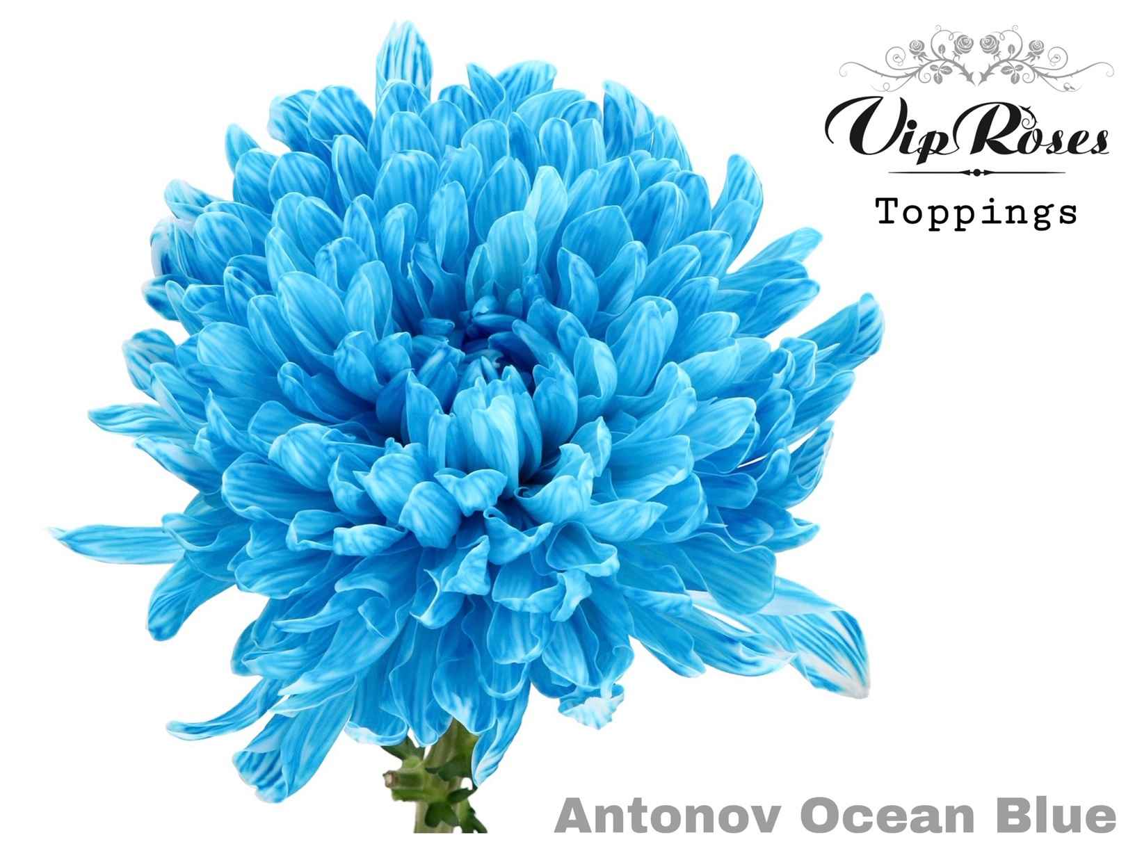 Срезанные цветы оптом Chrys bl paint antonov ocean blue от 20шт из Голландии с доставкой по России