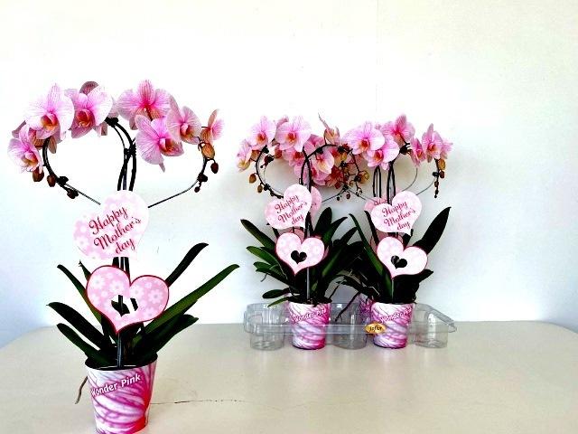 Горшечные цветы и растения оптом Phal Ov Roze от 4шт из Голландии с доставкой по России