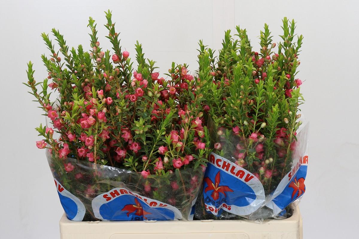 Срезанные цветы оптом Chamecordia rey от 50шт. из Голландии с доставкой по России