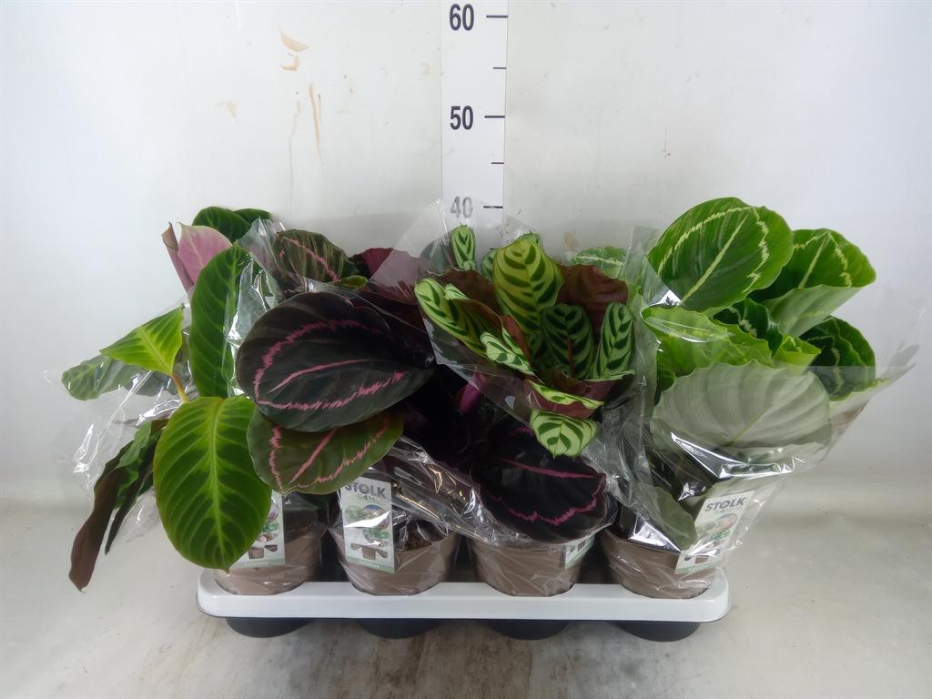 Горшечные цветы и растения оптом Calathea   ...mix 4 от 8шт из Голландии с доставкой по России