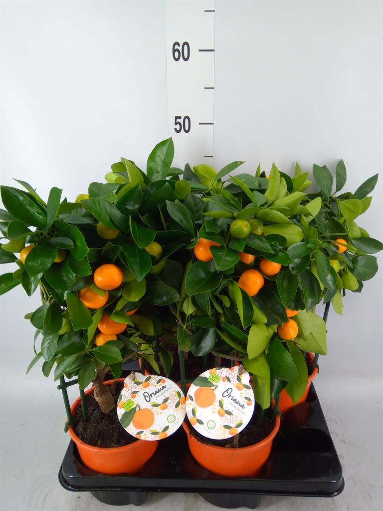 Горшечные цветы и растения оптом Citrofortunella Mic. от 4шт (для телеги) из Голландии с доставкой по России