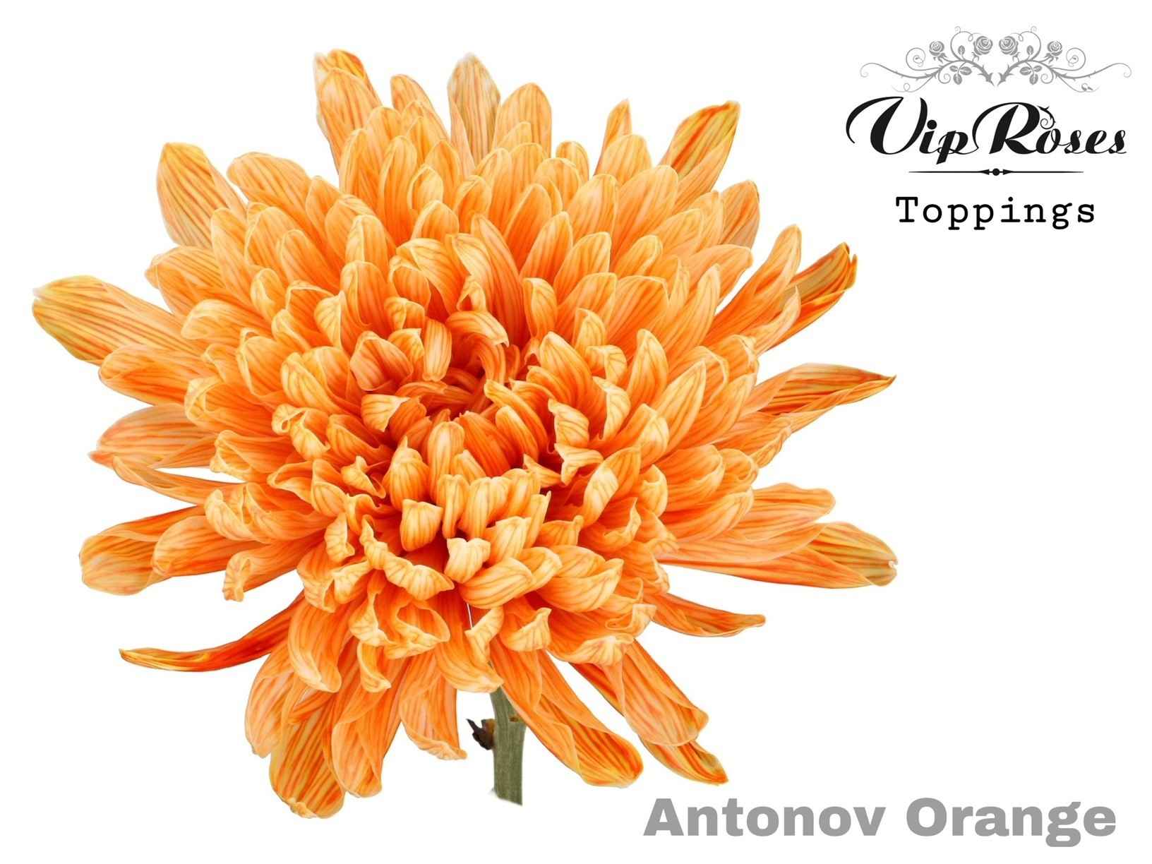 Срезанные цветы оптом Chrys bl paint antonov orange от 20шт из Голландии с доставкой по России