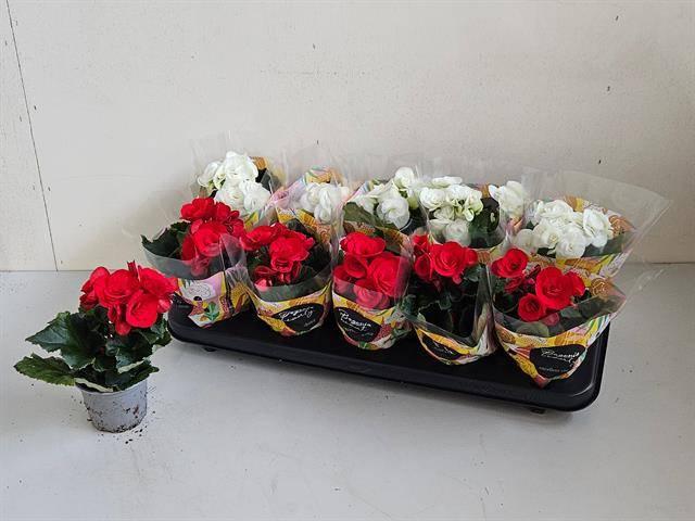 Горшечные цветы и растения оптом Beg Du Gem от 10шт (для телеги) из Голландии с доставкой по России Горшечные цветы и растения оптом Beg Du Gem от 10шт (для телеги) из Голландии с доставкой по России