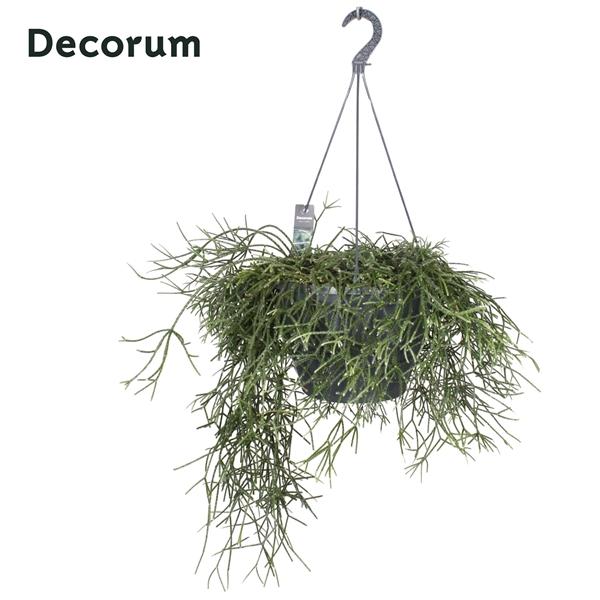Горшечные цветы и растения оптом Rhipsalis Pilocarpa Xxl Hangpot (decorum) от 1шт из Голландии с доставкой по России