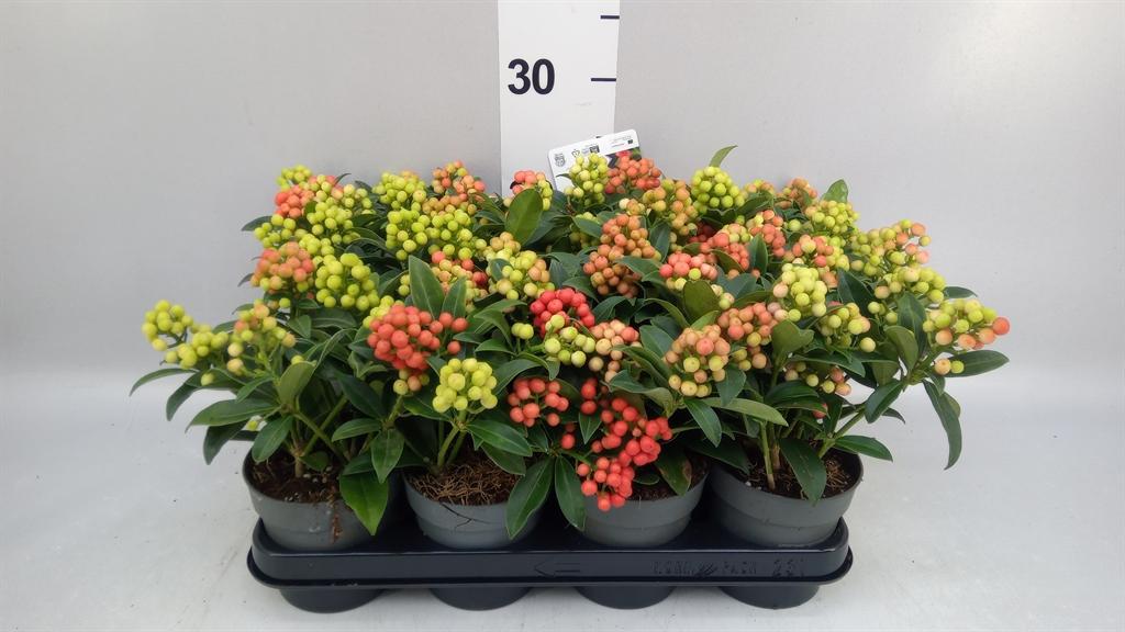 Горшечные цветы и растения оптом Skimmia ... от 11шт из Голландии с доставкой по России