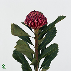 Срезанные цветы оптом Protea waratha (Telopea) от 20шт из Голландии с доставкой по России