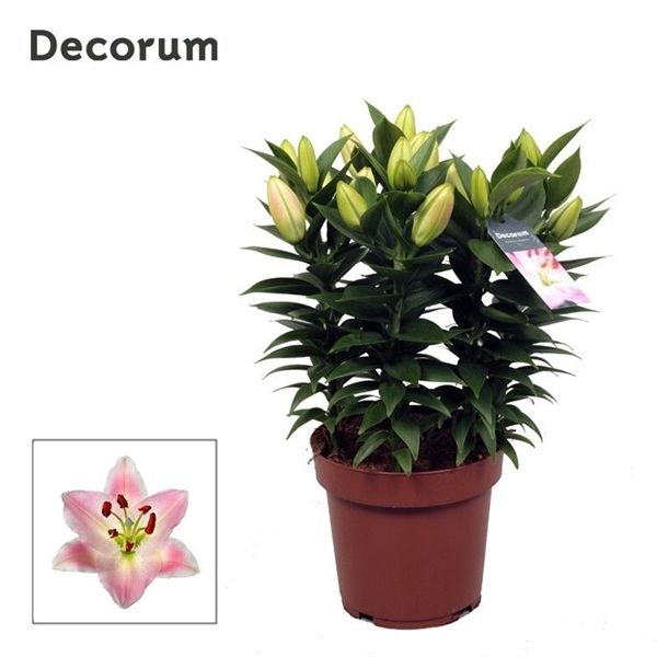 Горшечные цветы и растения оптом Lilium Or Rascal Souvenir 5pp (decorum) от 5шт из Голландии с доставкой по России