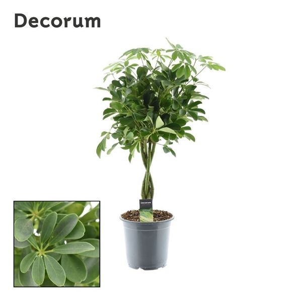 Горшечные цветы и растения оптом Schefflera Nora Twisted Stem (decorum) от 1шт из Голландии с доставкой по России