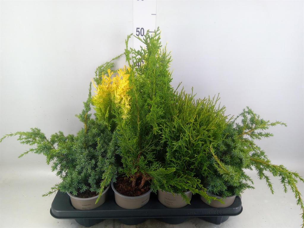 Горшечные цветы и растения оптом Conifers   ...mix от 8шт из Голландии с доставкой по России