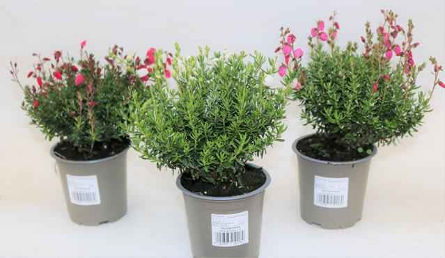 Горшечные цветы и растения оптом Daboecia Cant. Mix от 12шт из Голландии с доставкой по России