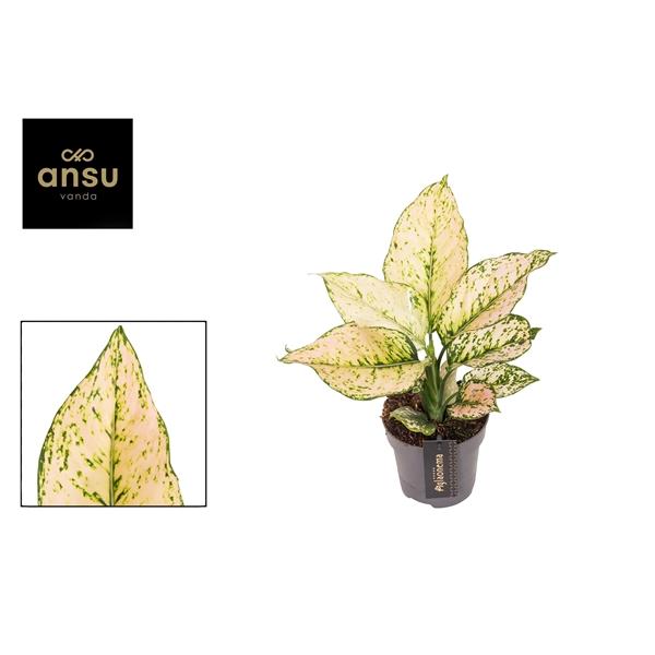 Горшечные цветы и растения оптом Aglaonema Pink Buttercup от 6шт из Голландии с доставкой по России
