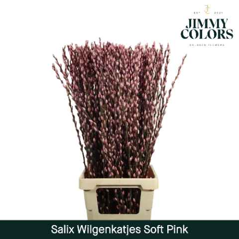 Срезанные цветы оптом Salix paint pussy willow pink light от 50шт из Голландии с доставкой по России