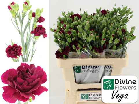 Срезанные цветы оптом Dianthus sp vega от 60шт из Голландии с доставкой по России