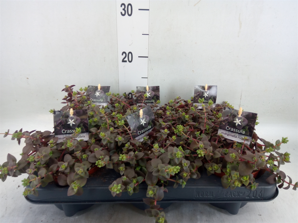 Горшечные цветы и растения оптом Crassula Marginalis от 6шт из Голландии с доставкой по России