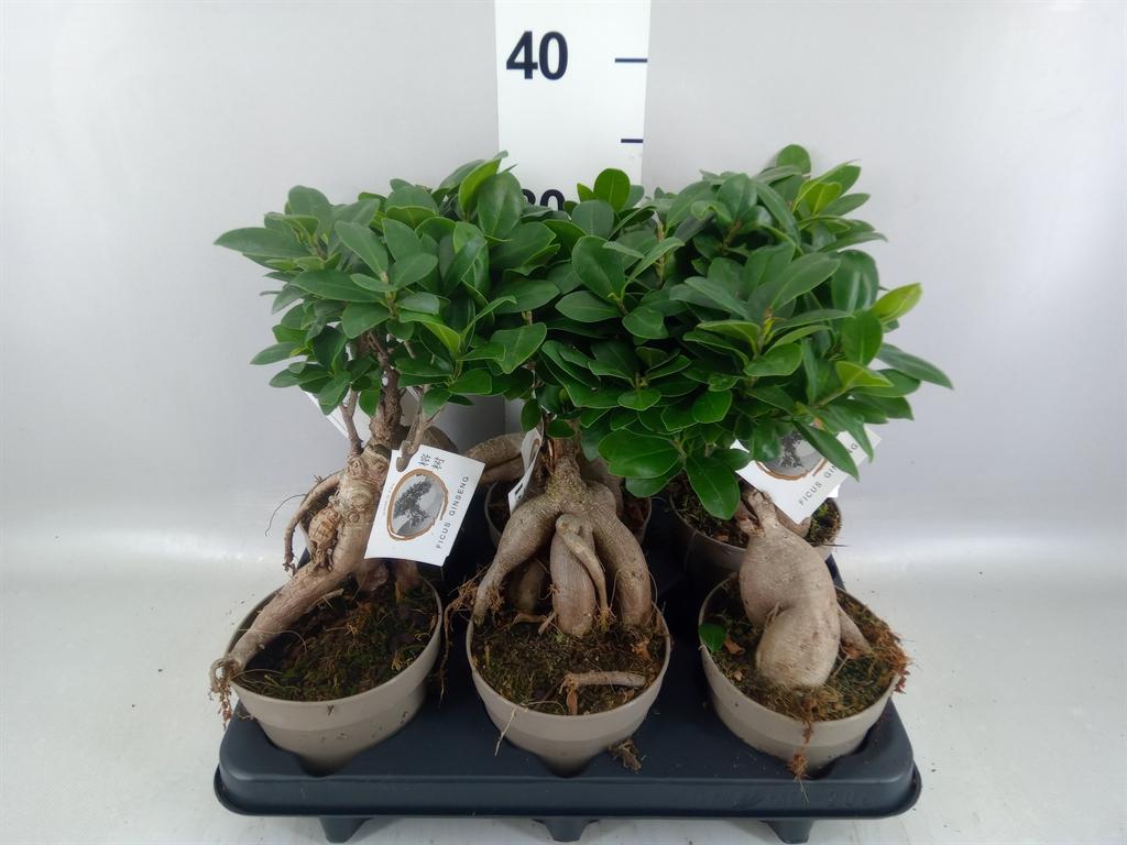 Горшечные цветы и растения оптом Ficus Microcarpa ginseng A от 6шт из Голландии с доставкой по России