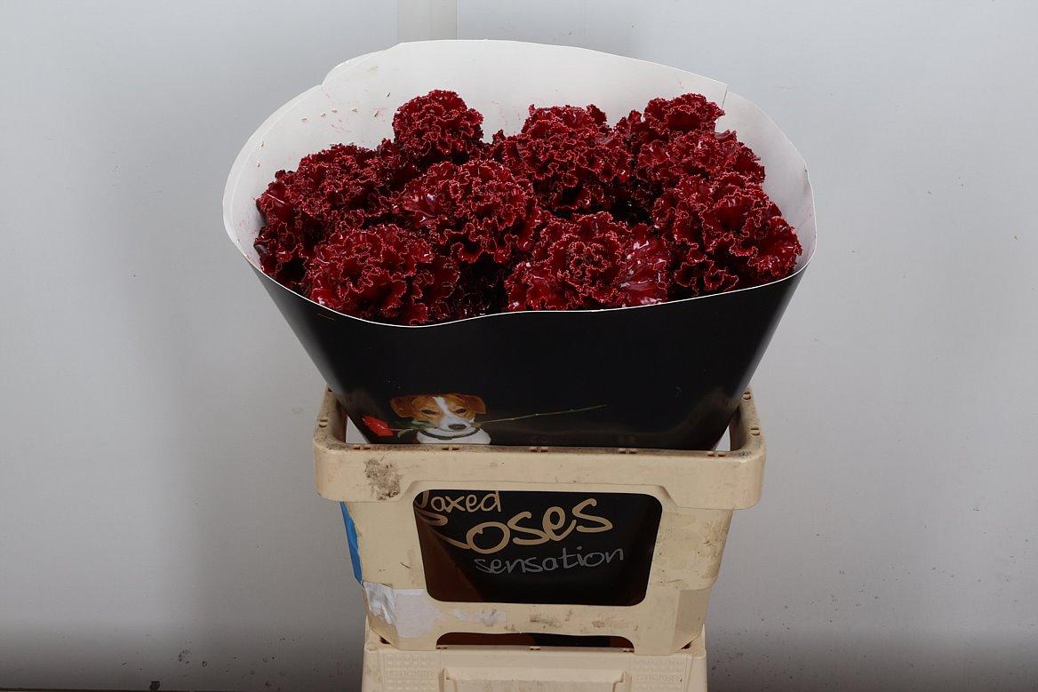 Срезанные цветы оптом Brassica wax fringed bordeaux от 10шт из Голландии с доставкой по России