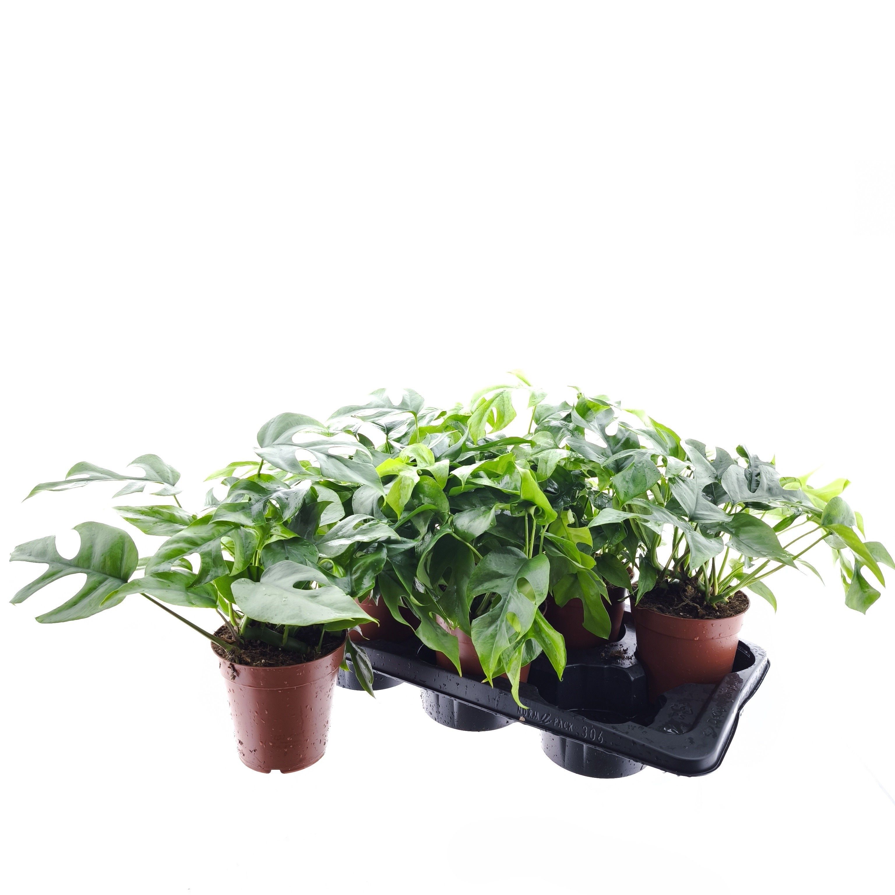 Горшечные цветы и растения оптом Monstera Ov от 6шт из Голландии с доставкой по России