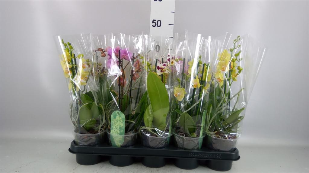 Горшечные цветы и растения оптом Phalaenopsis Multi. ...mix 4 от 10шт из Голландии с доставкой по России