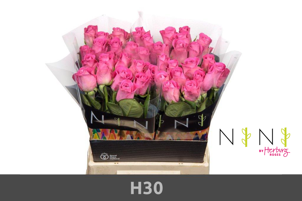 Срезанные цветы оптом Rosa large h3o от 60шт из Голландии с доставкой по России
