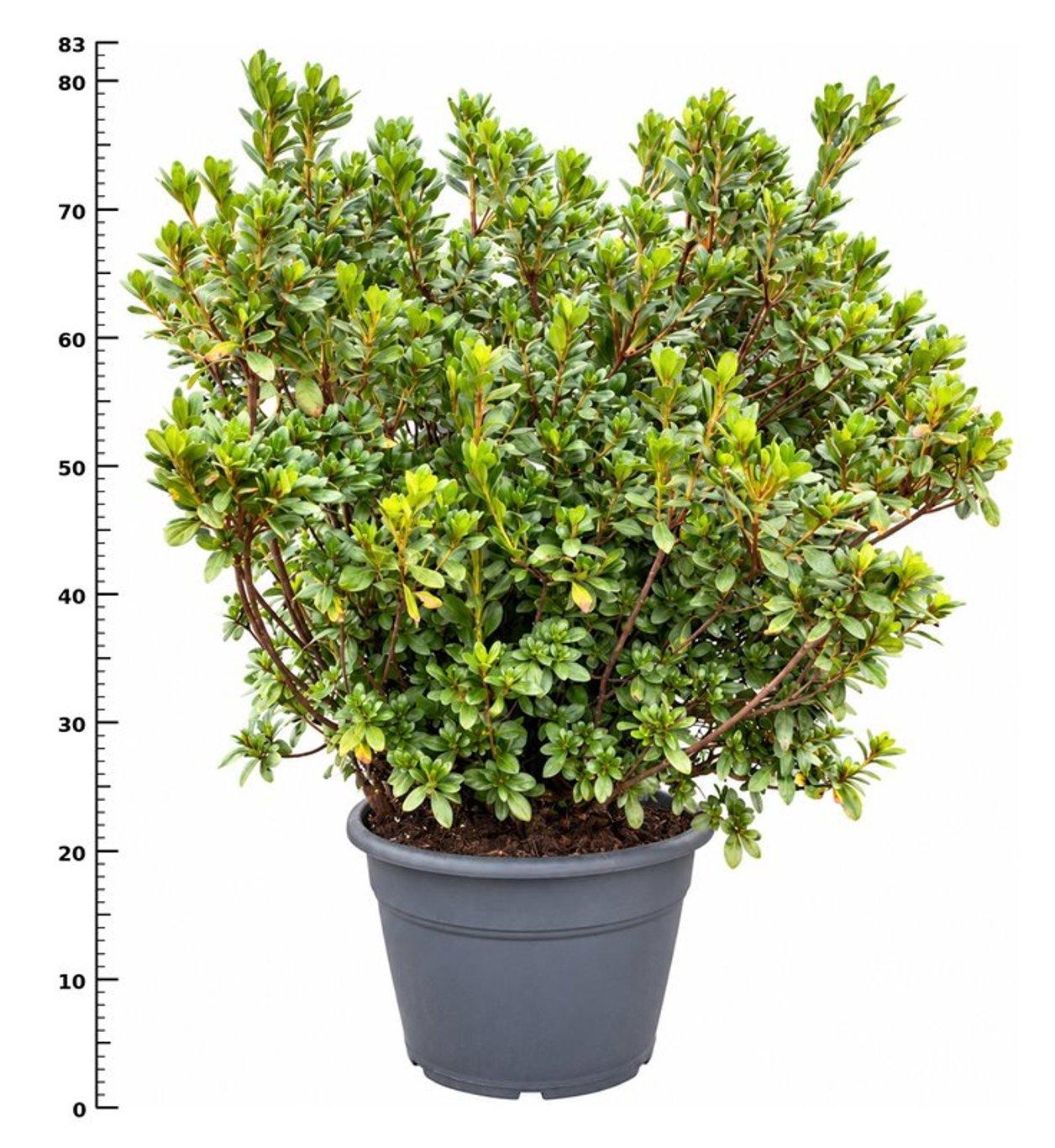 Горшечные цветы и растения оптом Rhododendron (aj) johanna от 1шт из Голландии с доставкой по России