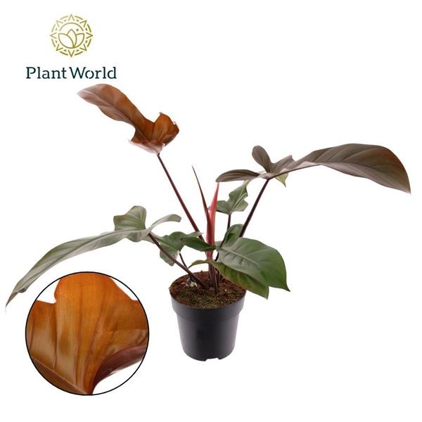 Горшечные цветы и растения оптом Philodendron Florida Bronze от 4шт из Голландии с доставкой по России