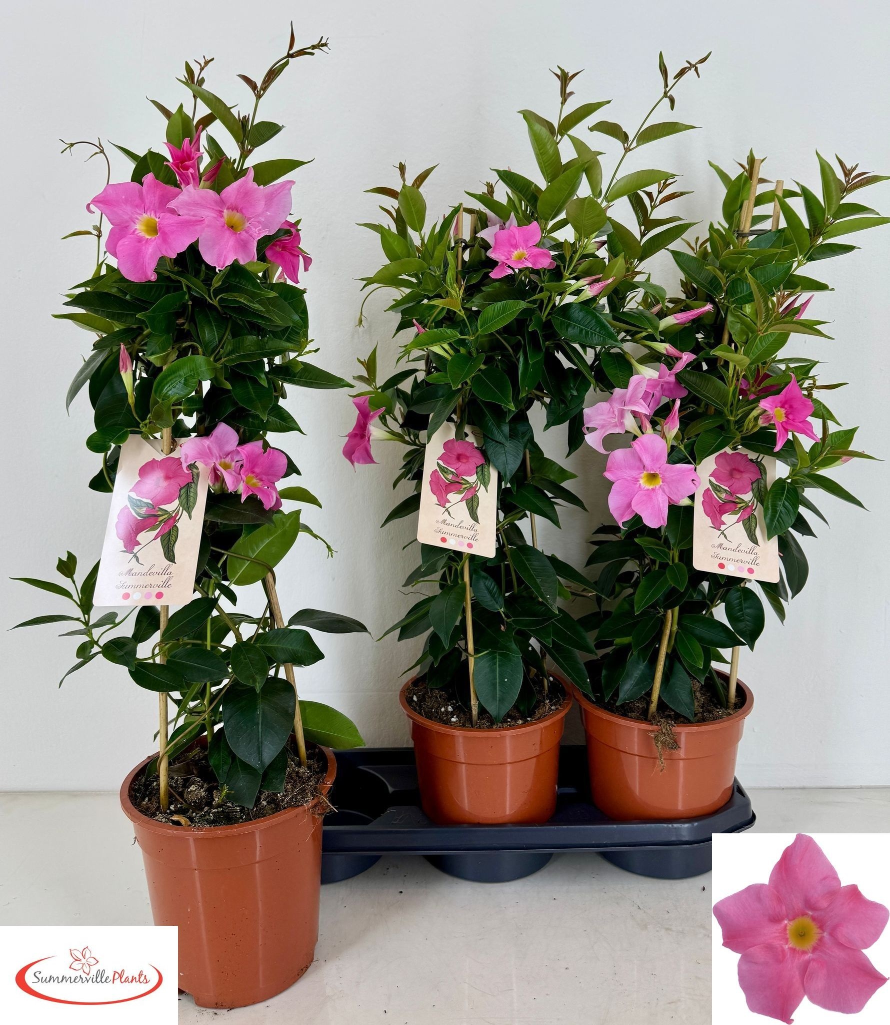 Горшечные цветы и растения оптом Mande Rio El Pink от 3шт из Голландии с доставкой по России