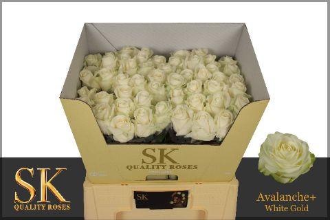 Срезанные цветы оптом Rosa large avalanche+ Koene White Gold от 50шт из Голландии с доставкой по России